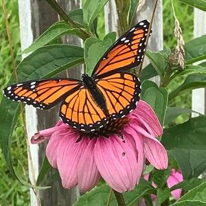 Meet your Posher, Sherry